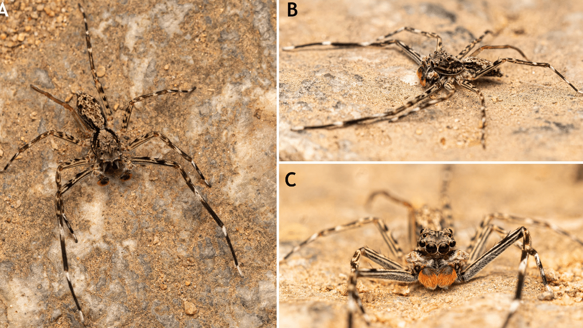 Spartaeus karigiri