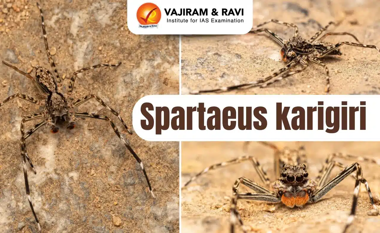 Spartaeus Karigir