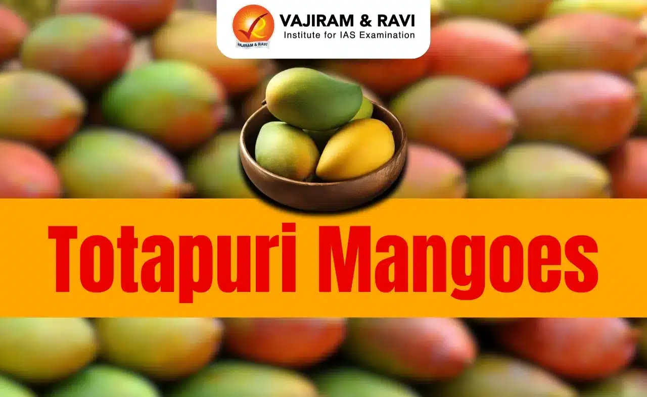Totapuri Mangoes