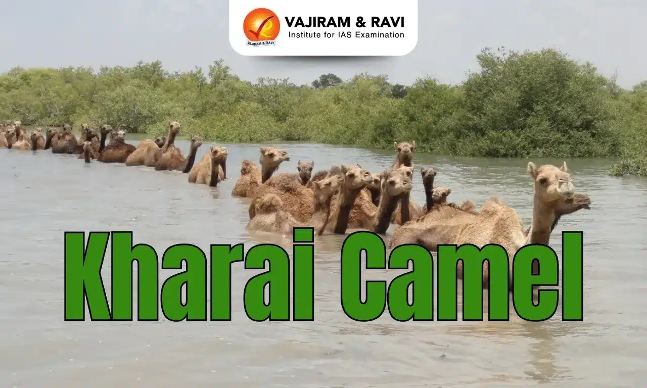 kharai camel