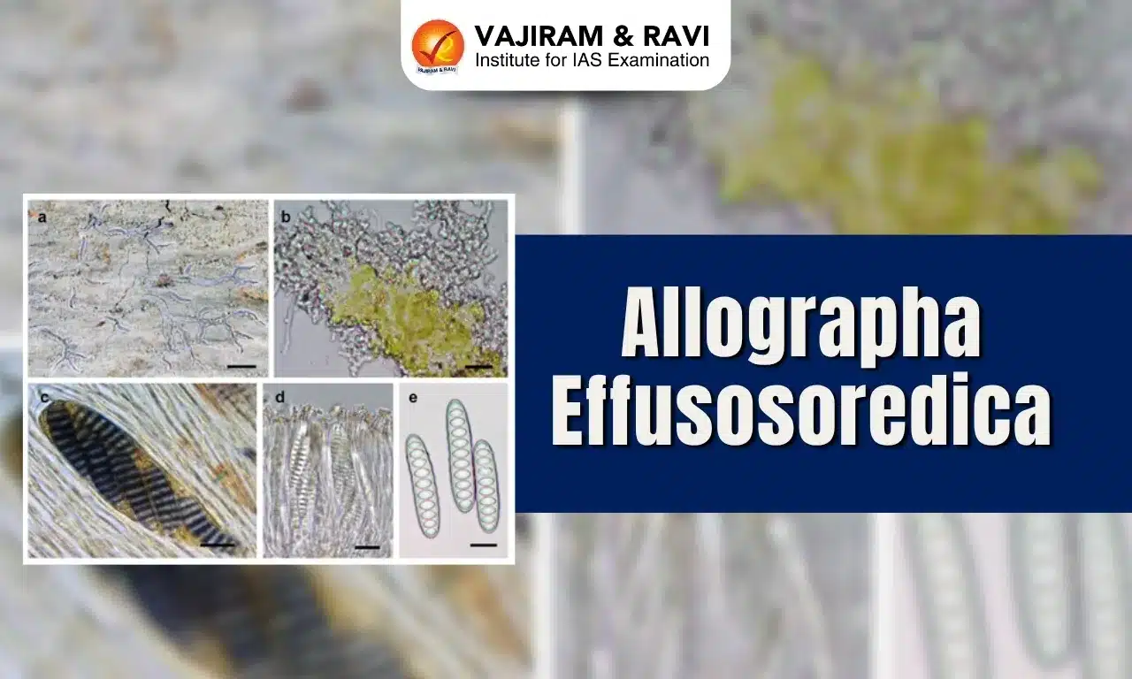 Allographa effusosoredica