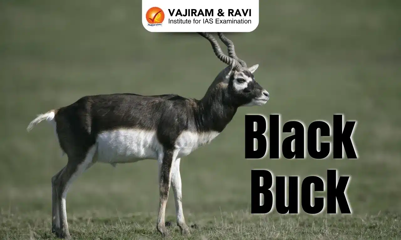 Blackbuck