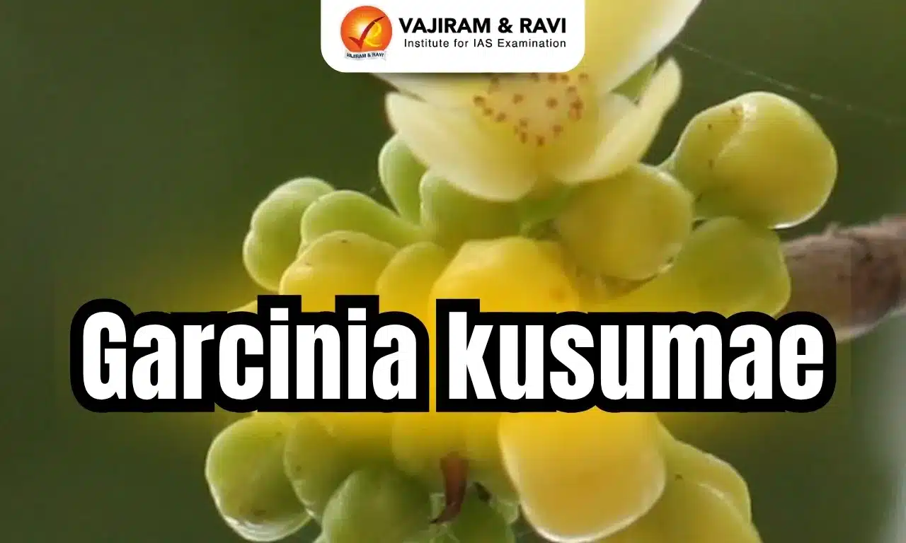 Garciniakusumae