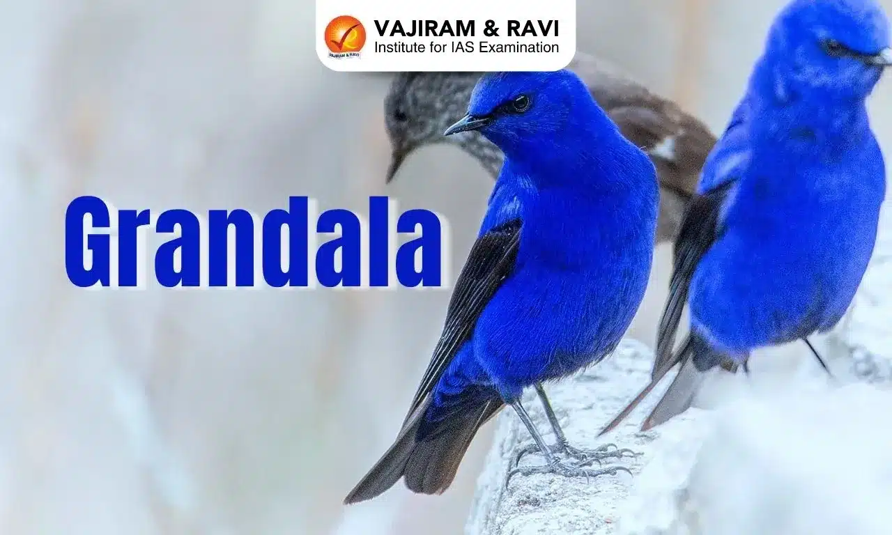 Grandala