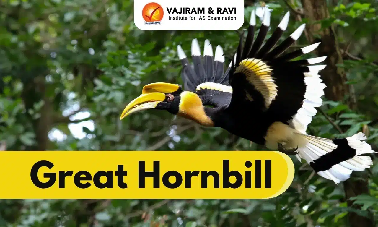 Great Hornbill