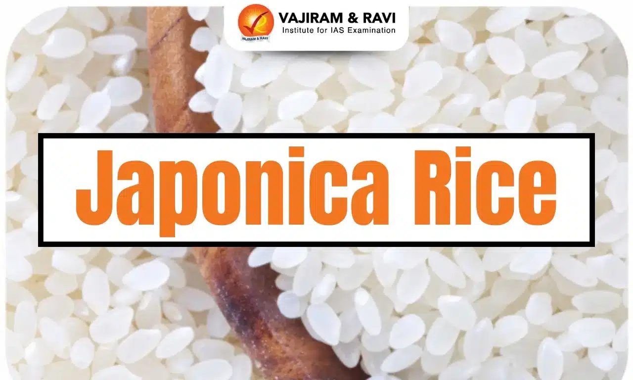 Japonica Rice