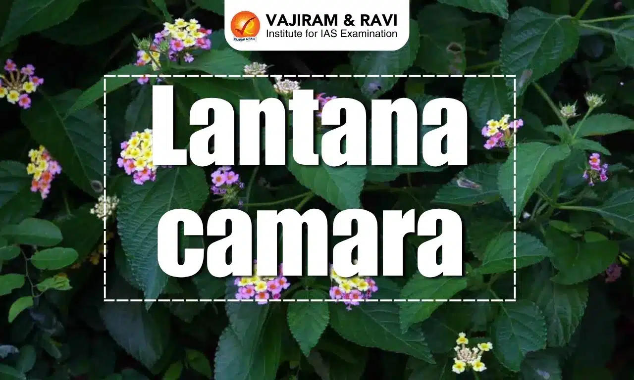 Lantana Camara