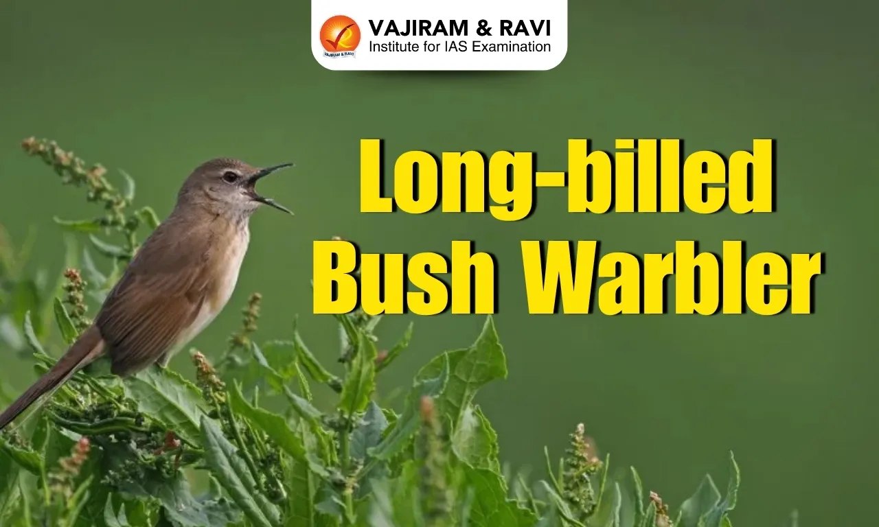 Long-Billed Bush Warbler