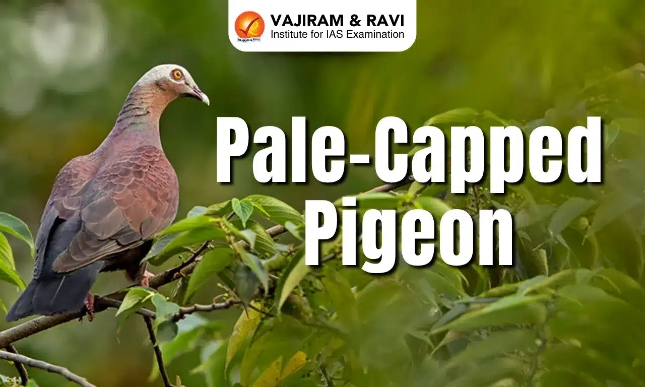 Pale-Capped Pigeon