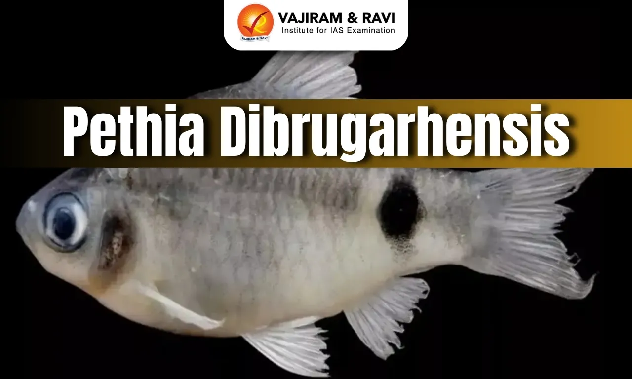 Pethia Dibrugarhensis