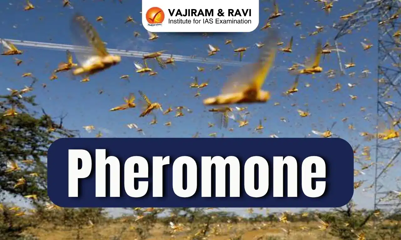 Pheromone