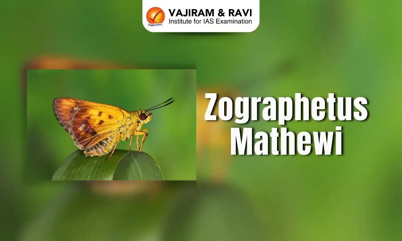 Zographetus mathewi