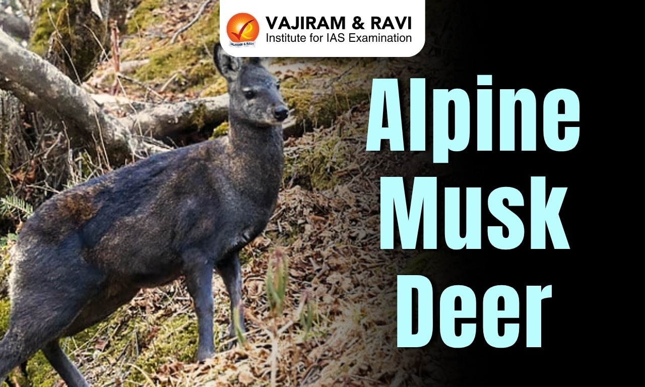 Alpine Musk Deer