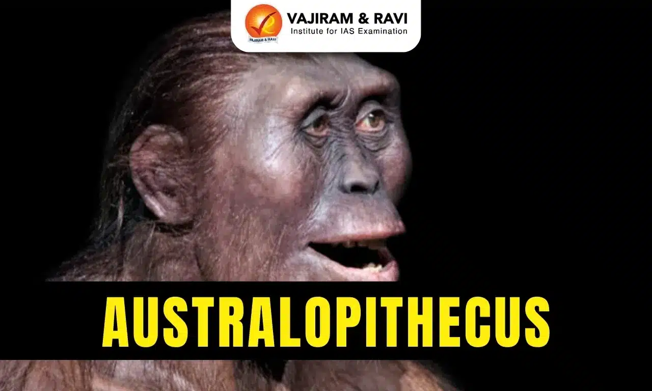 Australopithecus