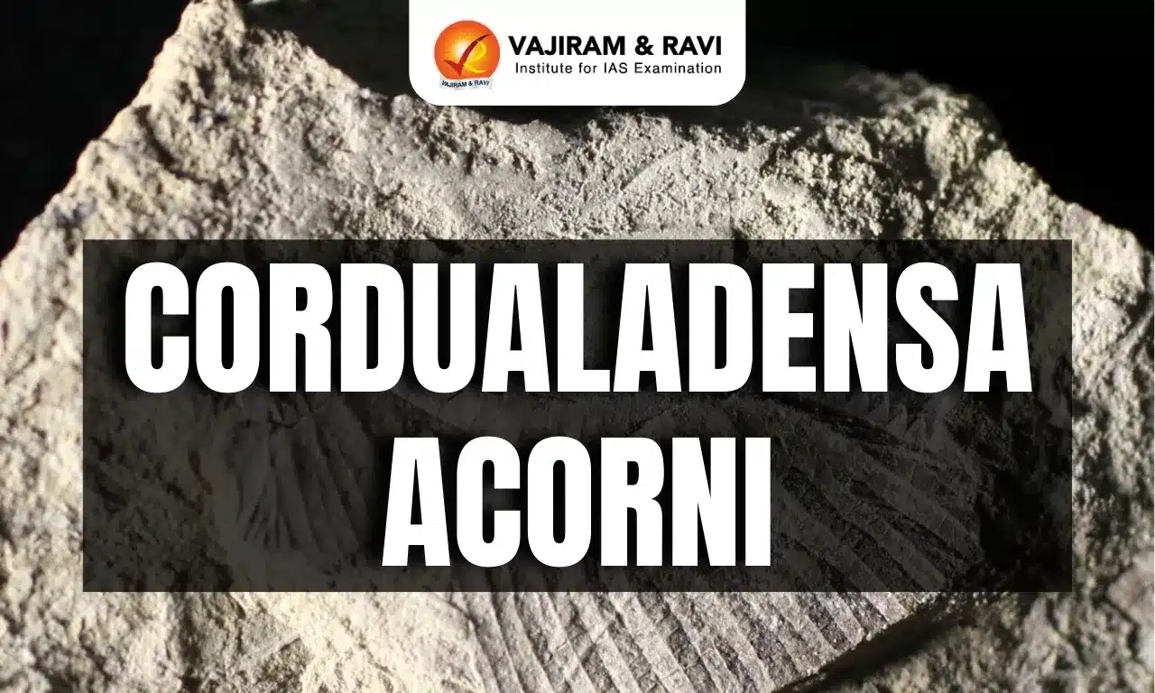 Cordualadensa acorni