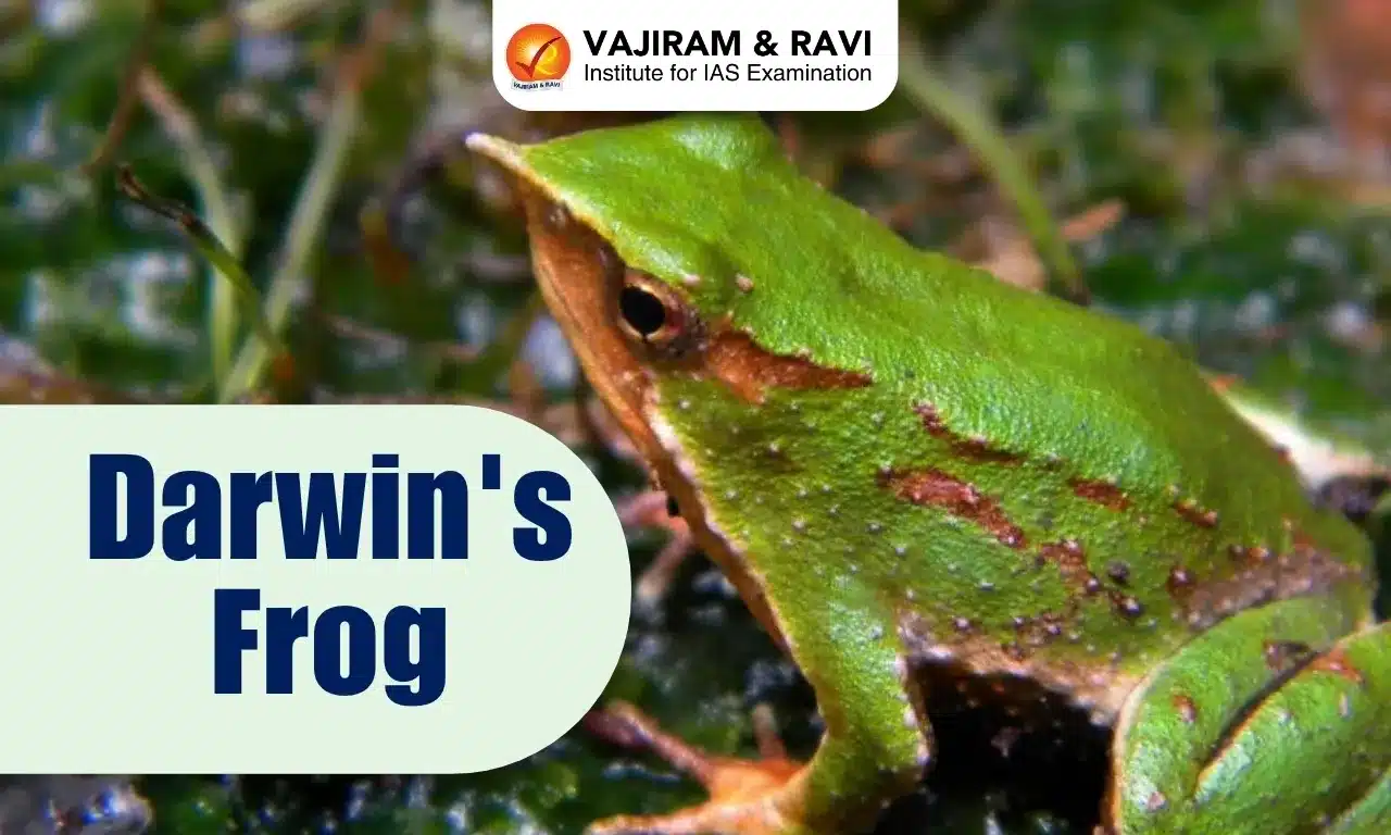 Darwin's Frog