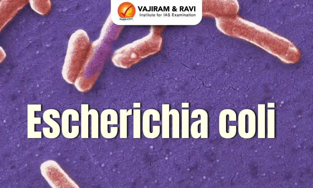 Escherichia coli
