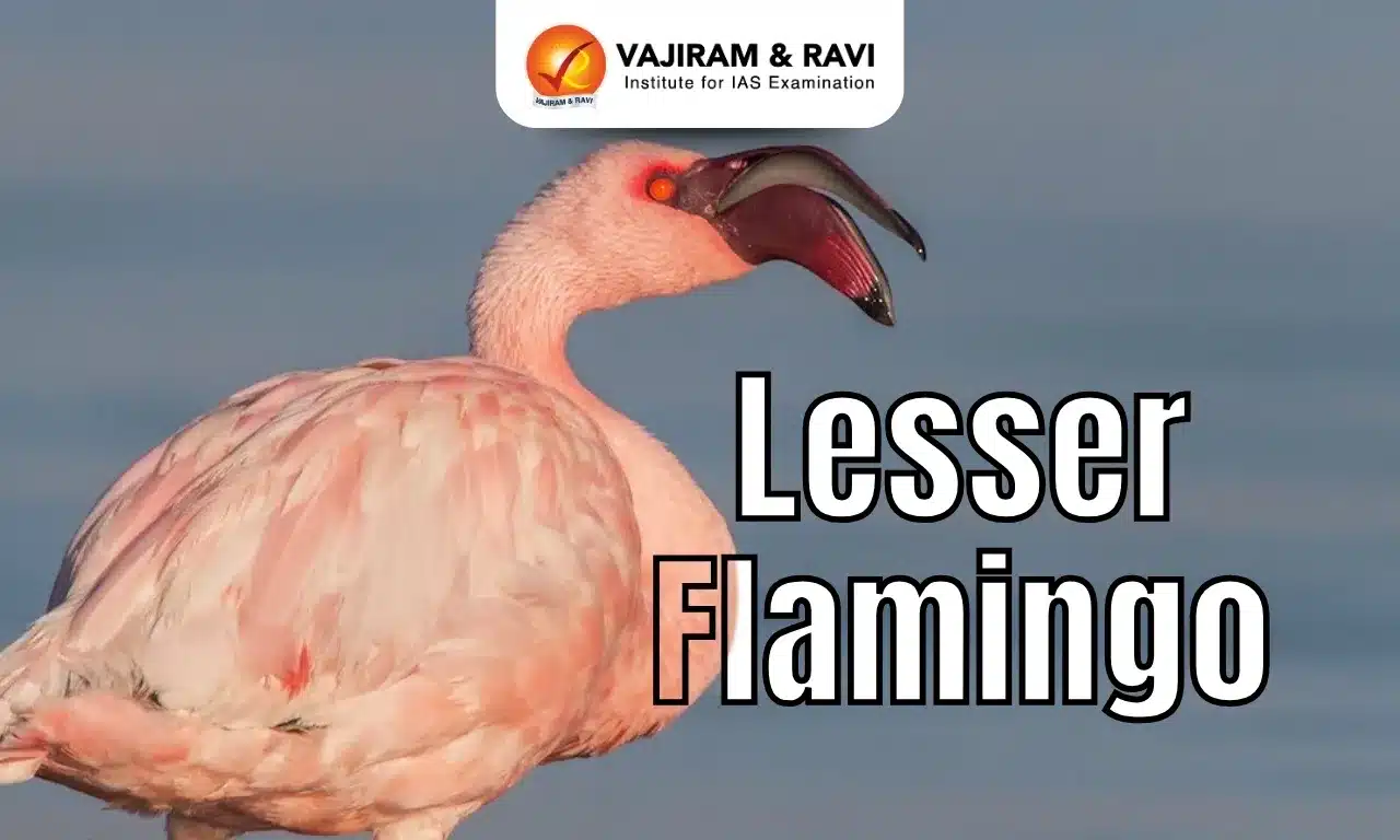 Lesser Flamingo