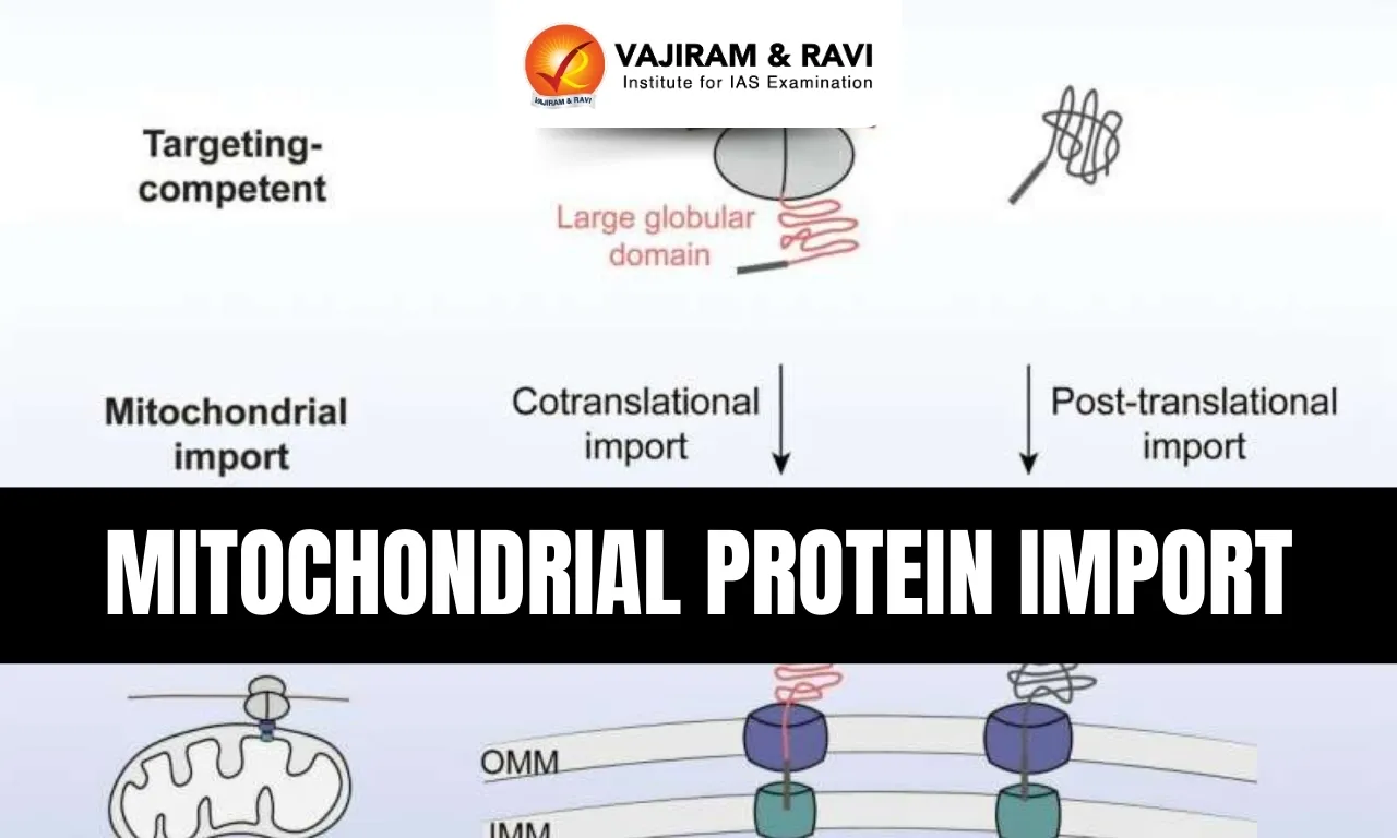 Mitochondrial Protein Import