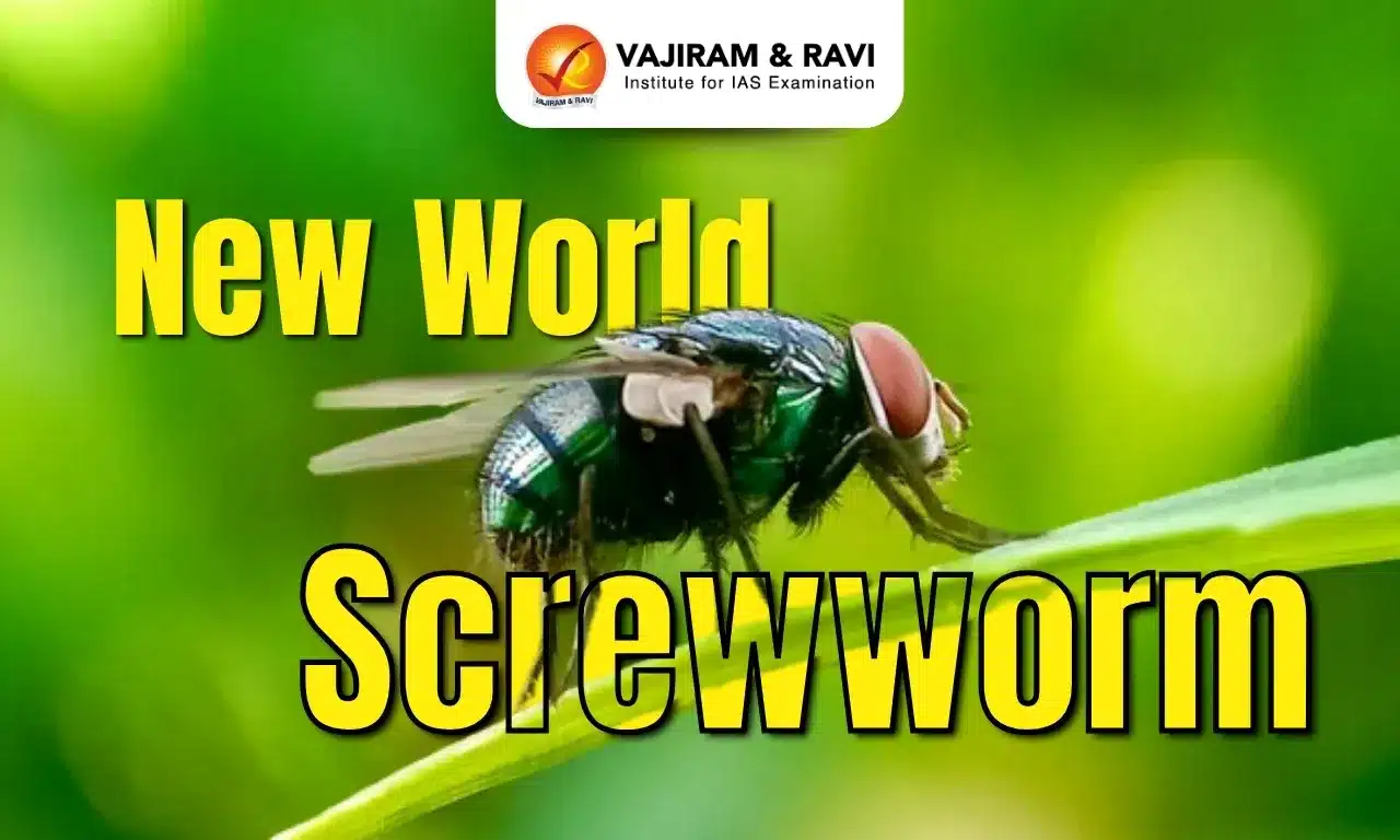 New World Screwworm