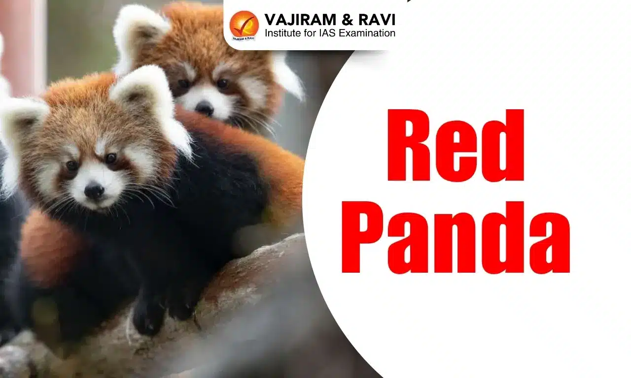 Red Panda