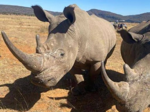 Rhisotope Project: Using Radioactive Isotope Injections to Combat Rhino ...