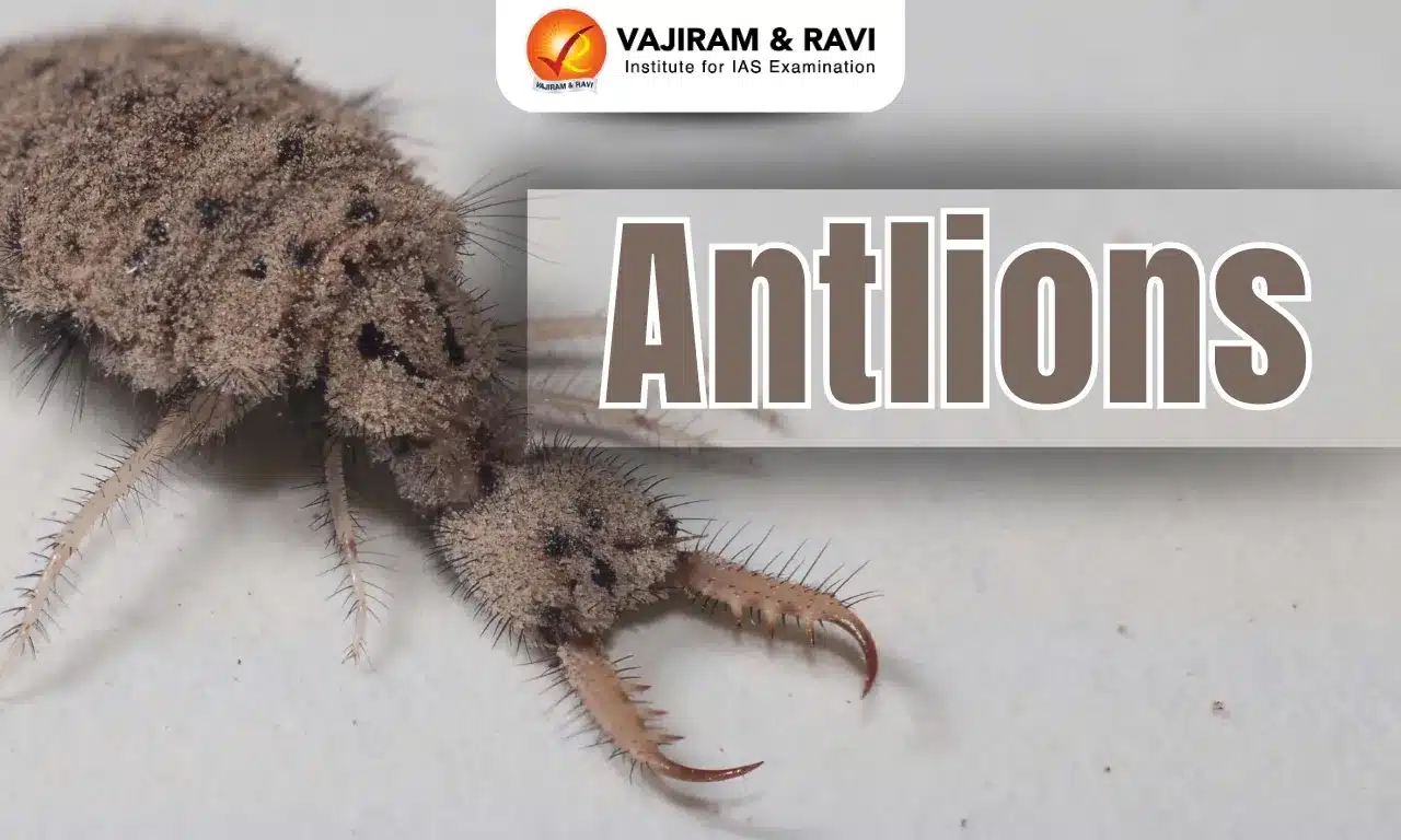 Antlions