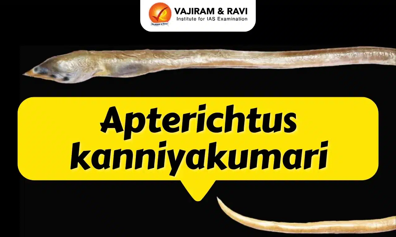 Apterichtus kanniyakumari