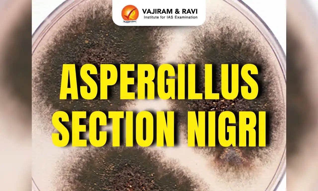 Aspergillus Section Nigri