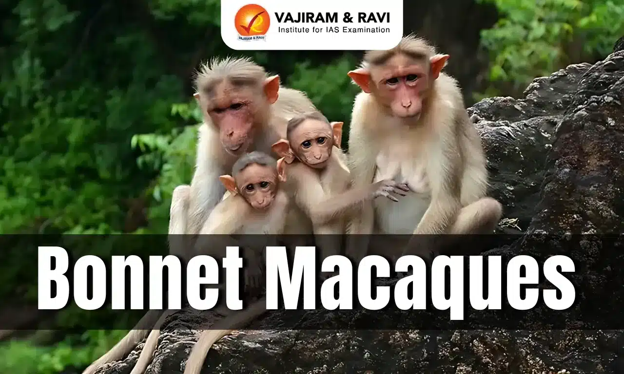 Bonnet Macaques
