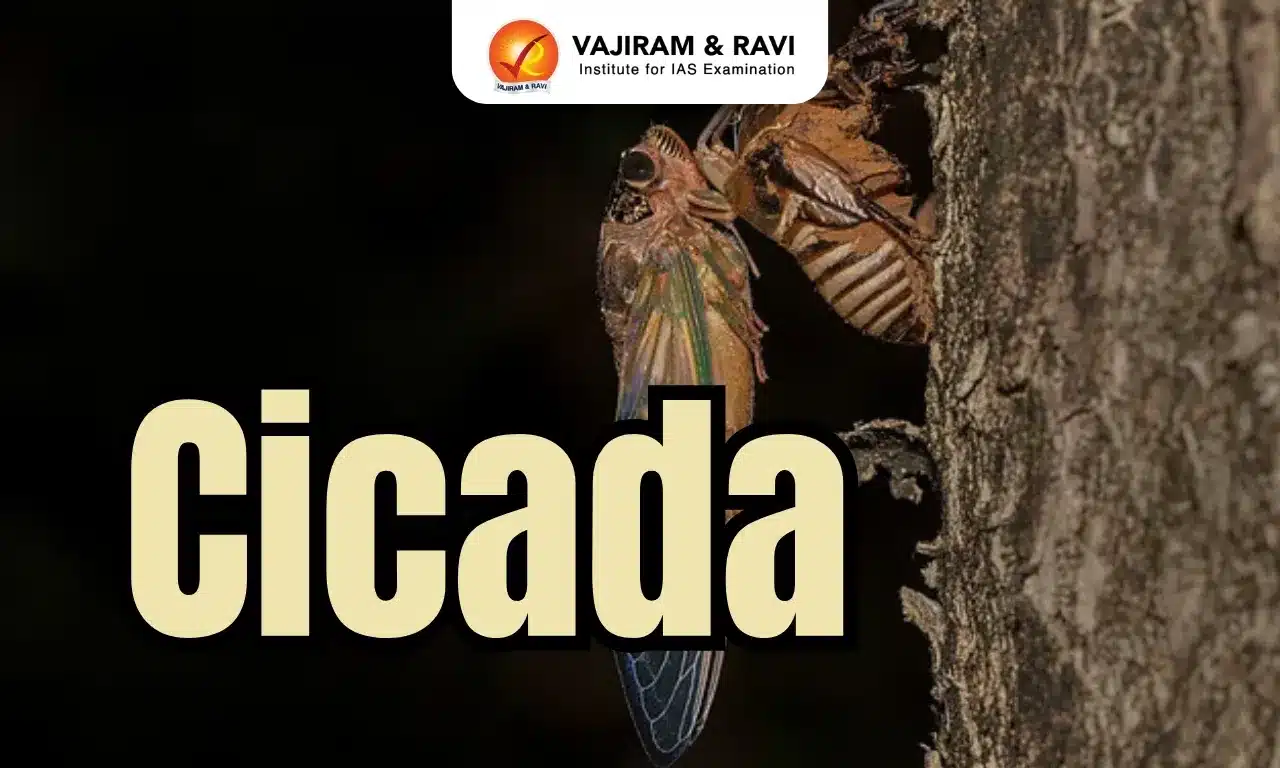 Cicadas