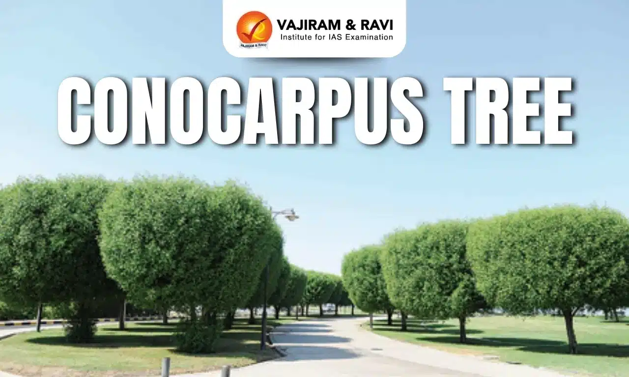 Conocarpus Tree