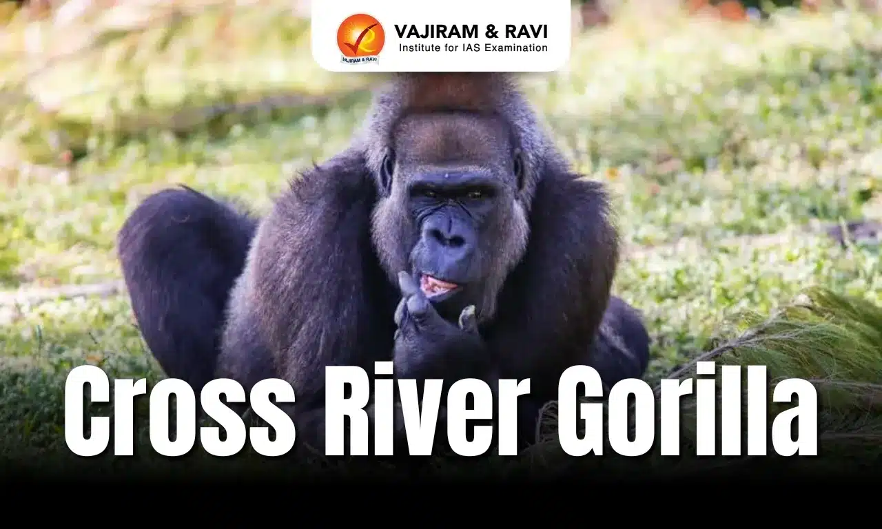 Cross River Gorilla