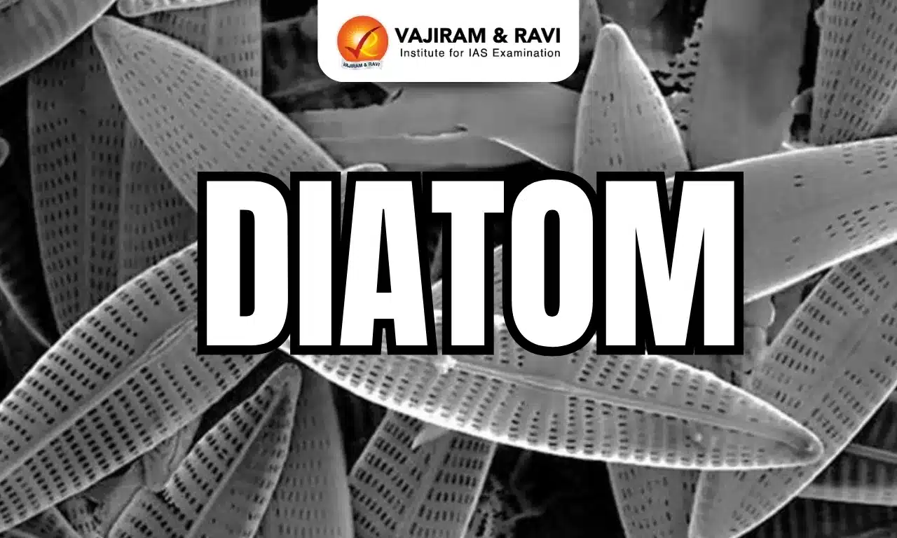 Diatom