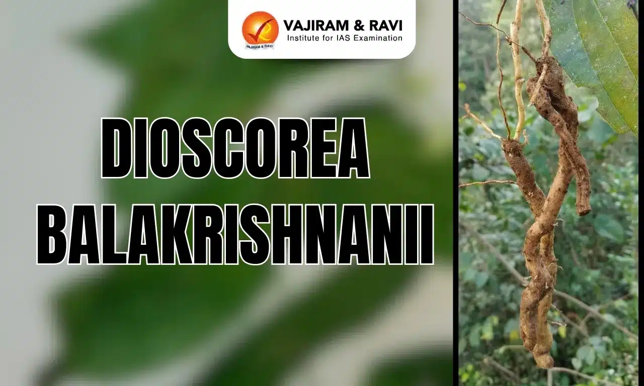 Dioscorea balakrishnanii