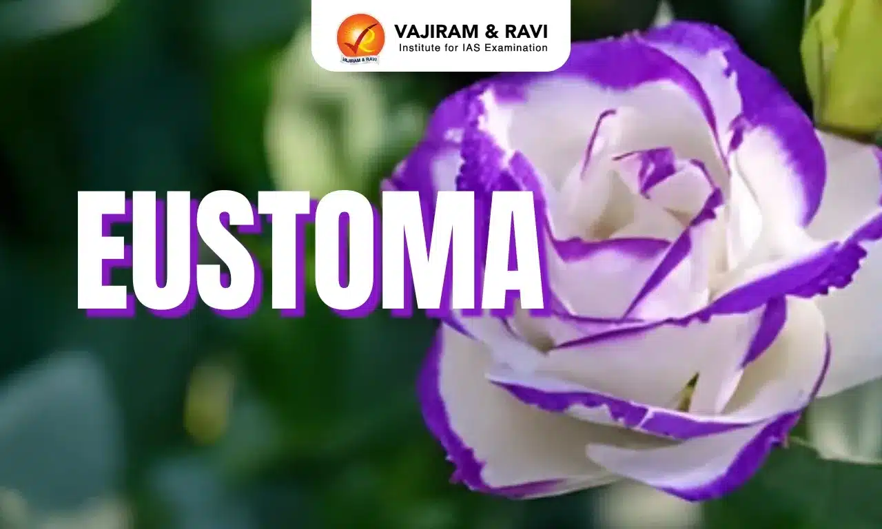 Eustoma