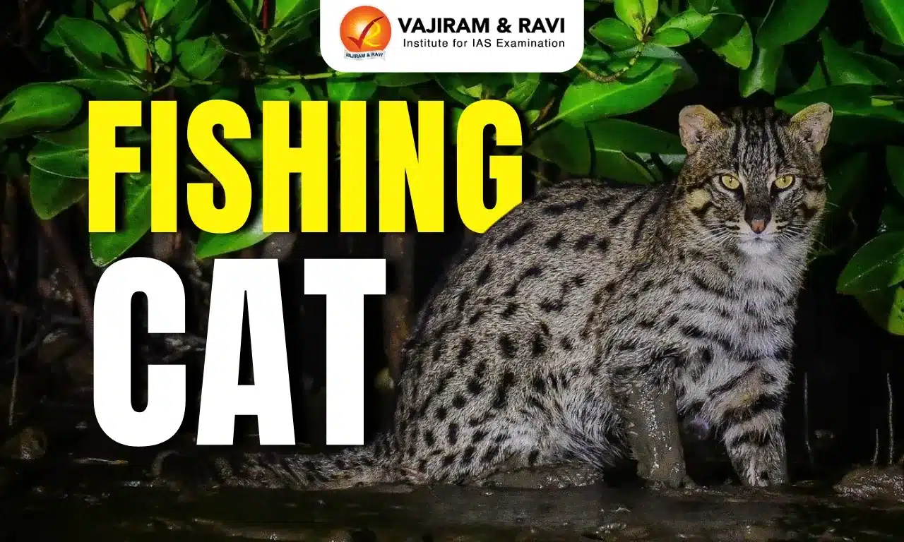 Fishing Cat