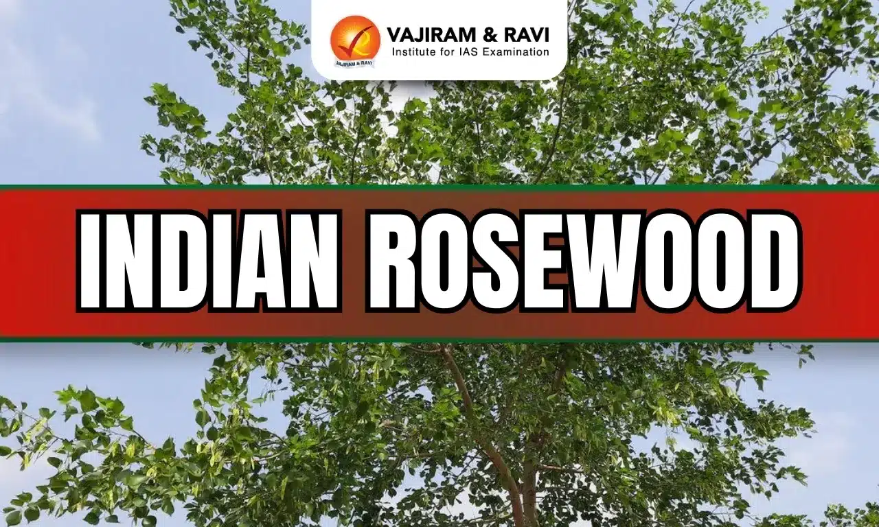 Indian Rosewood