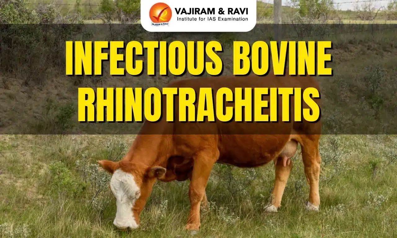 Infectious Bovine Rhinotracheitis