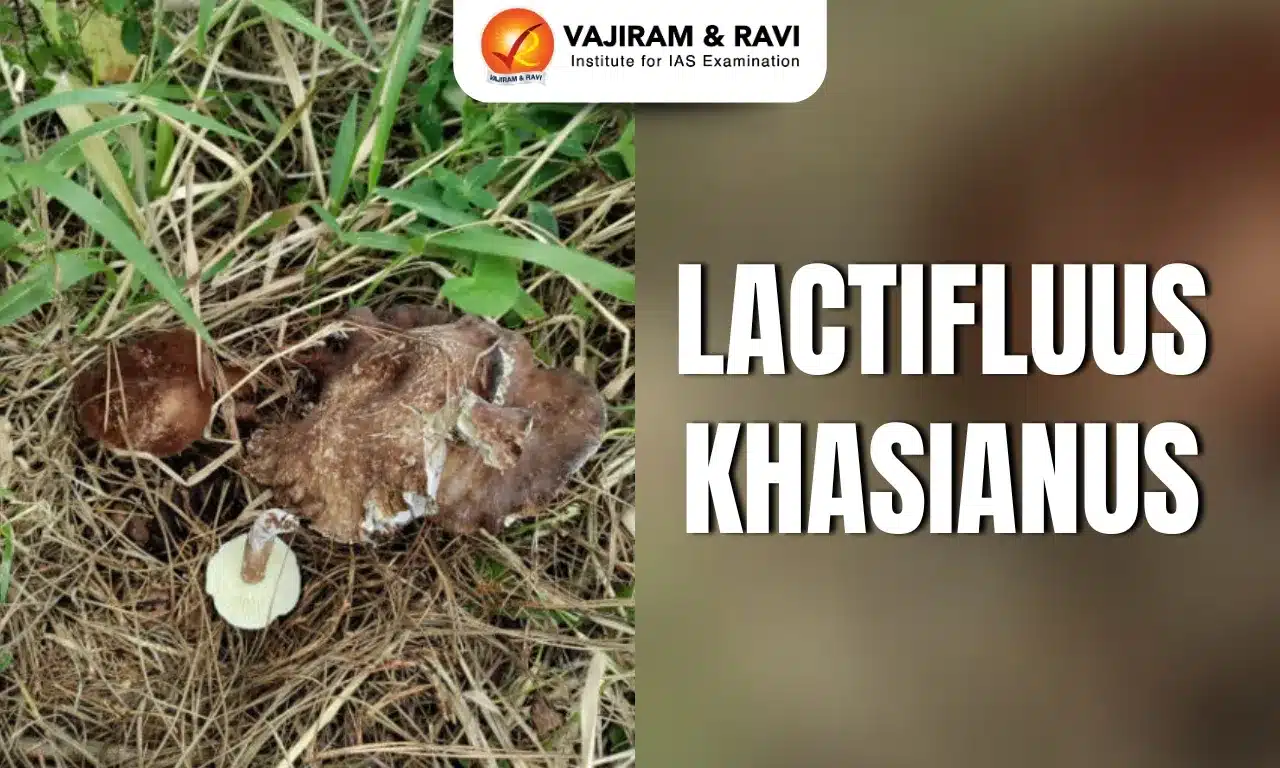 Lactifluus khasianus