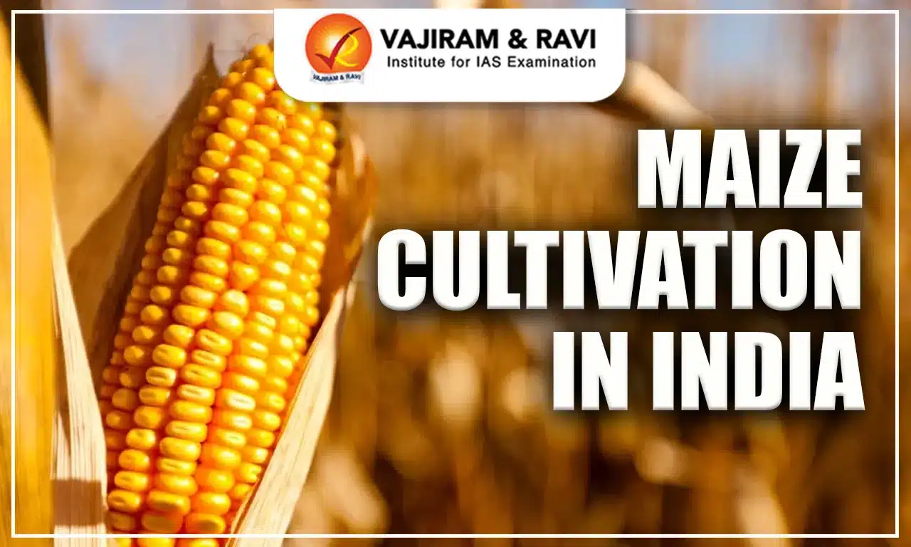 Maize Cultivation in India