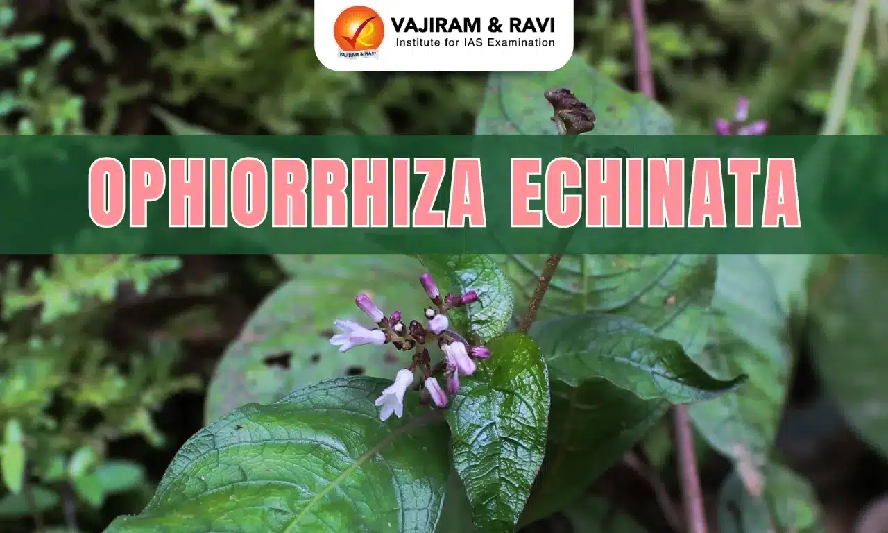 Ophiorrhiza Echinata