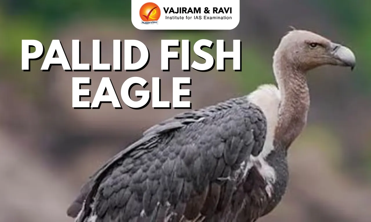 Pallid Fish Eagle