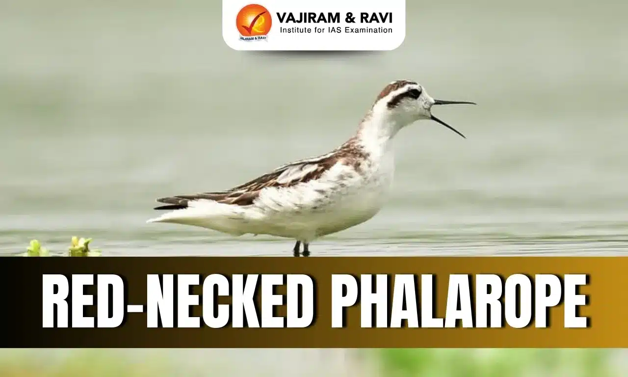 Red-Necked Phalarope