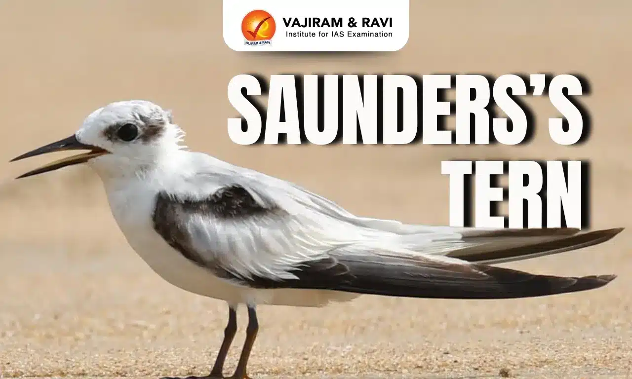 Saunders’s Tern