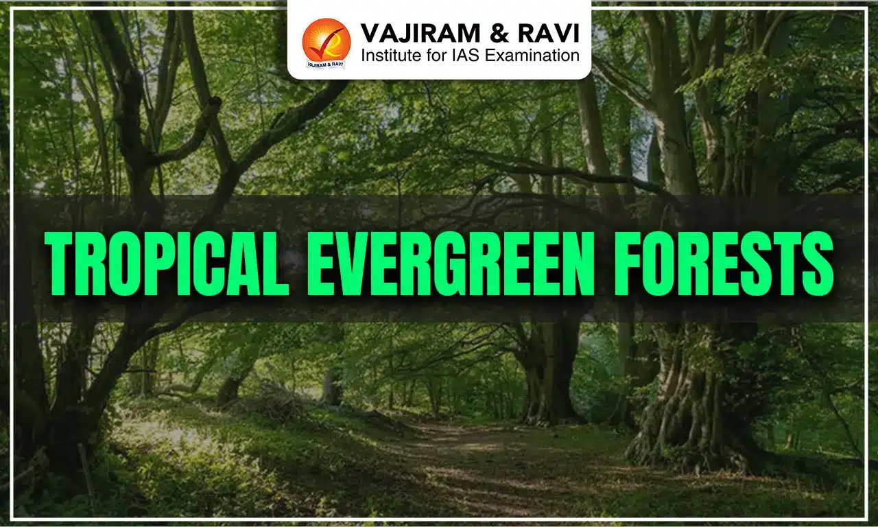Tropical Evergreen Forests