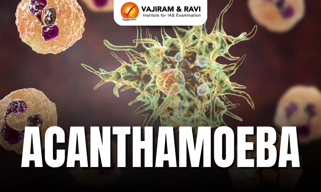Acanthamoeba