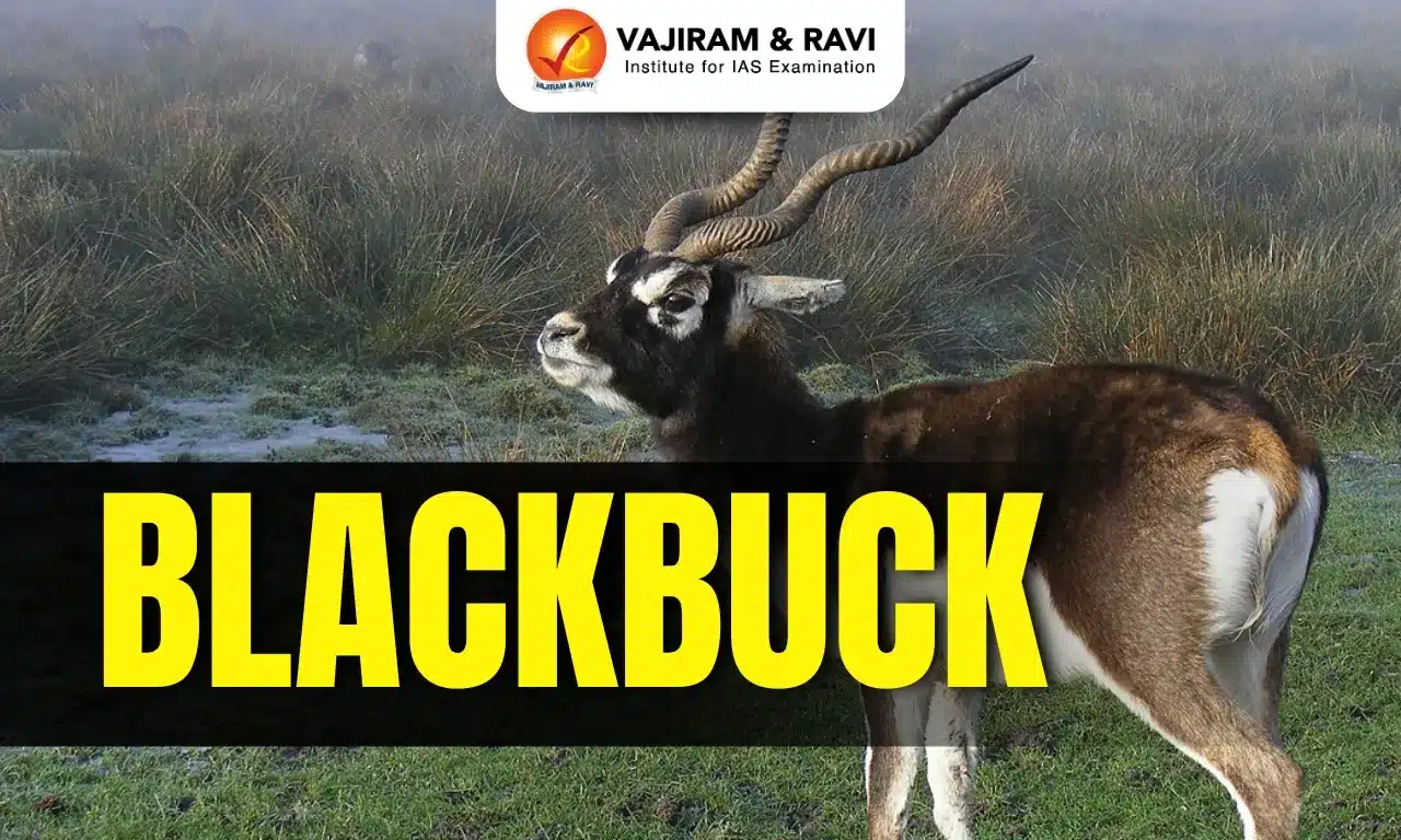 Blackbuck