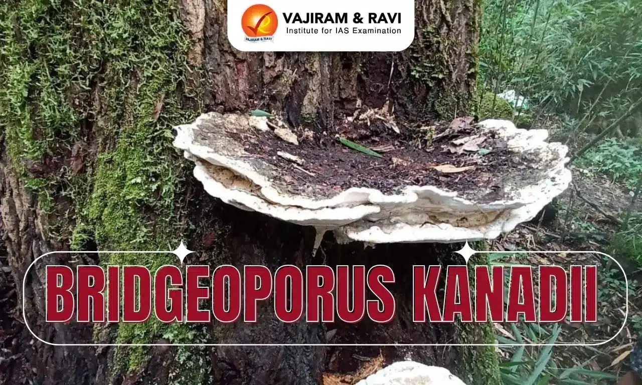 Bridgeoporus Kanadii