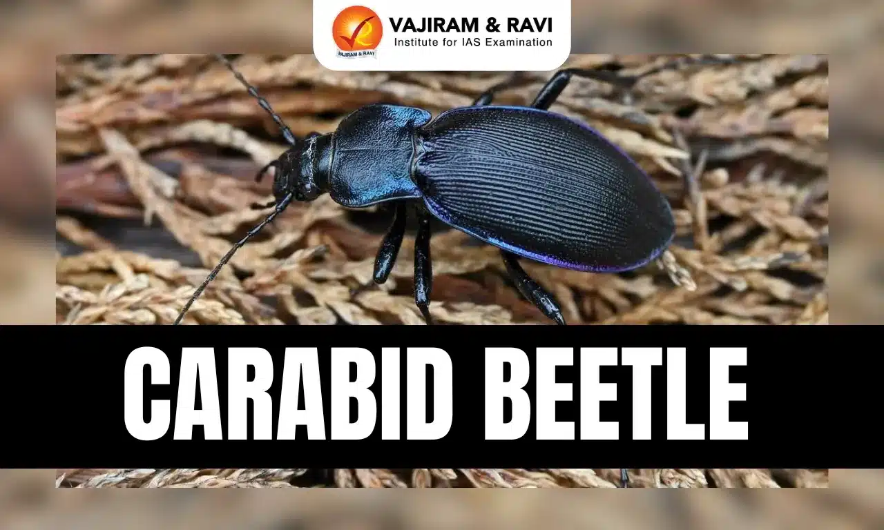 Carabid Beetle